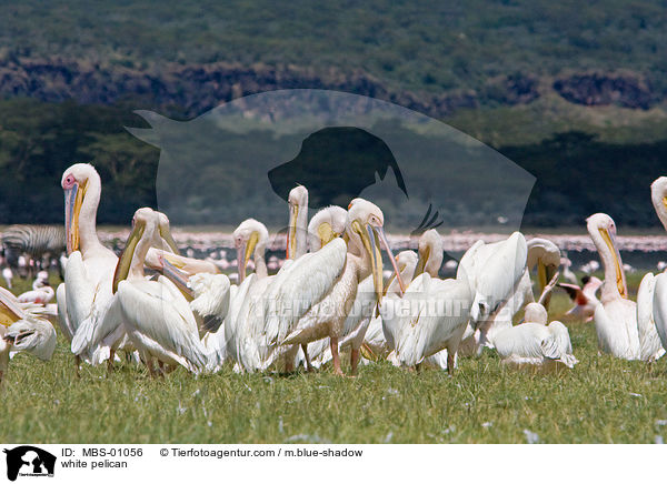 white pelican / MBS-01056