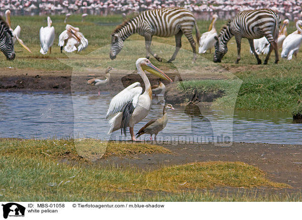 Rosapelikane / white pelican / MBS-01058