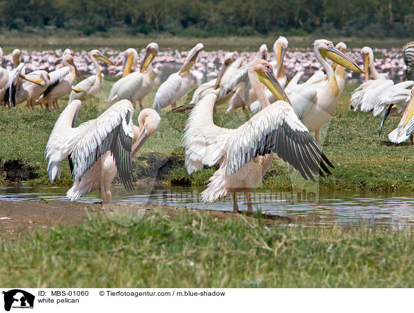 white pelican / MBS-01060