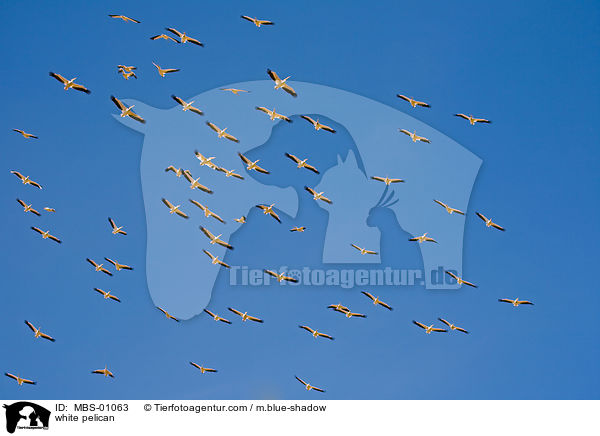 Rosapelikane / white pelican / MBS-01063