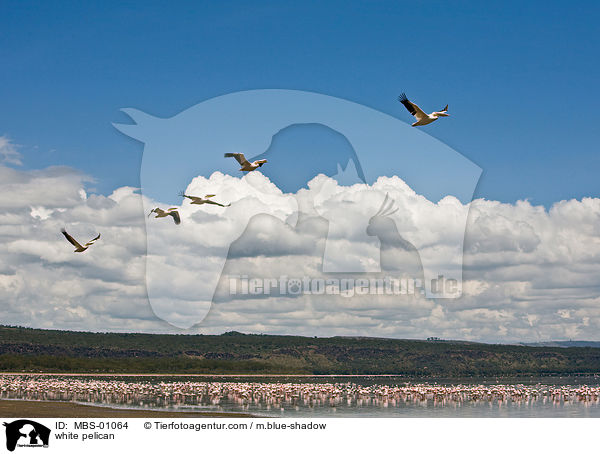 Rosapelikane / white pelican / MBS-01064