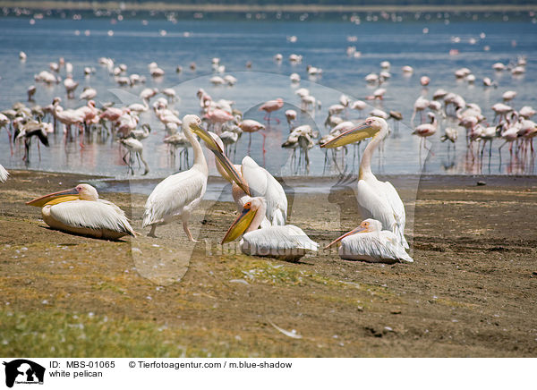 Rosapelikane / white pelican / MBS-01065