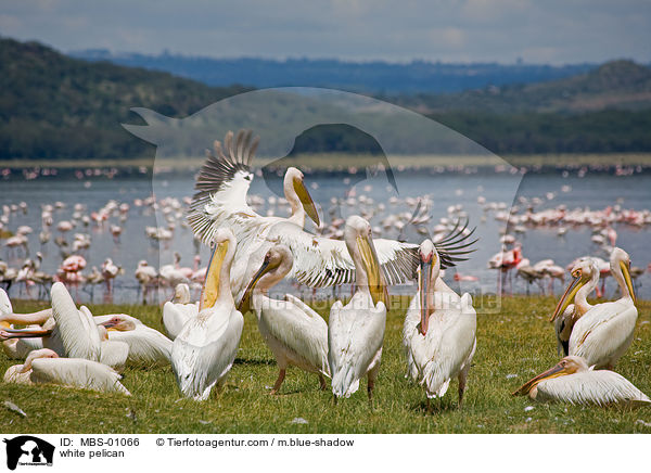 white pelican / MBS-01066