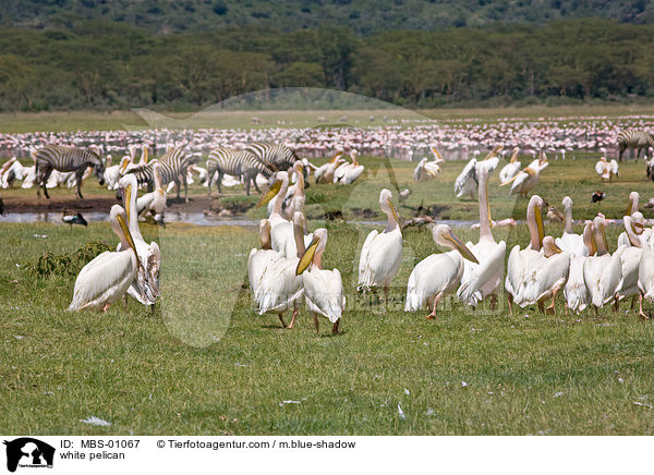 Rosapelikane / white pelican / MBS-01067