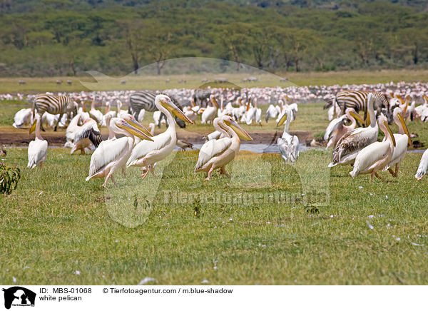 white pelican / MBS-01068