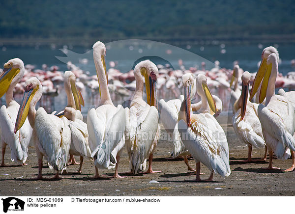 Rosapelikane / white pelican / MBS-01069