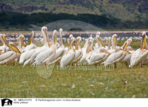 white pelican / MBS-01070