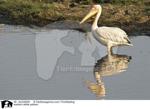 Rosapelikan / eastern white pelican / HJ-02936