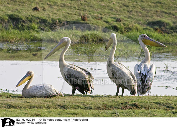 Rosapelikane / eastern white pelicans / HJ-02939