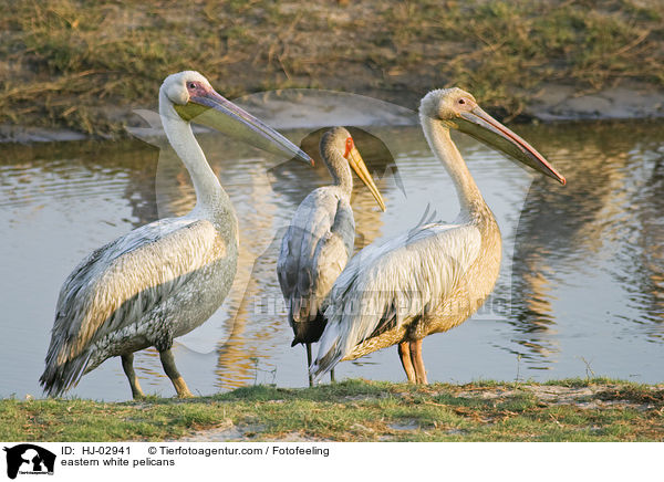 Rosapelikane / eastern white pelicans / HJ-02941