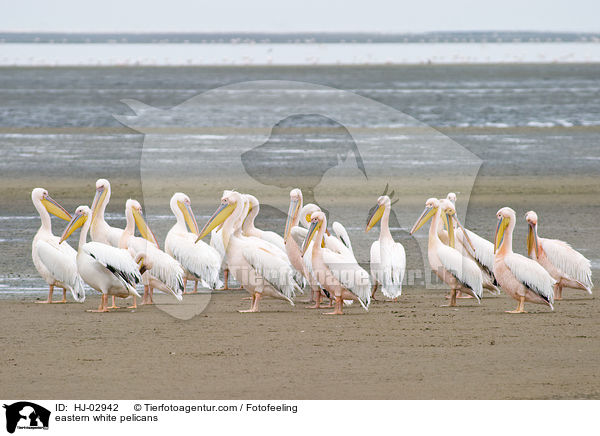 eastern white pelicans / HJ-02942