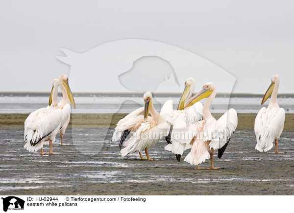 Rosapelikane / eastern white pelicans / HJ-02944