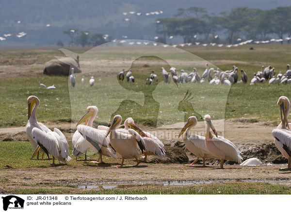 great white pelicans / JR-01348