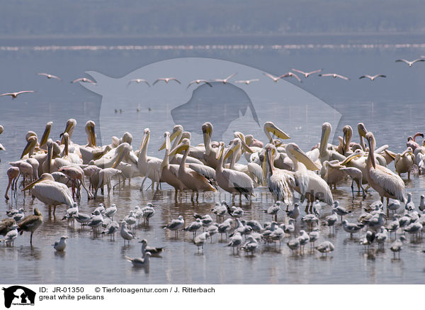 great white pelicans / JR-01350