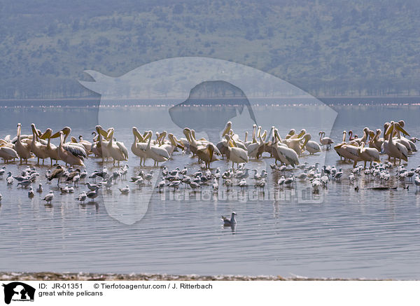 great white pelicans / JR-01351