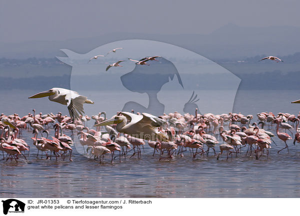 great white pelicans and lesser flamingos / JR-01353