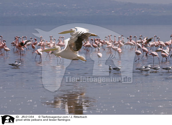 great white pelicans and lesser flamingos / JR-01354