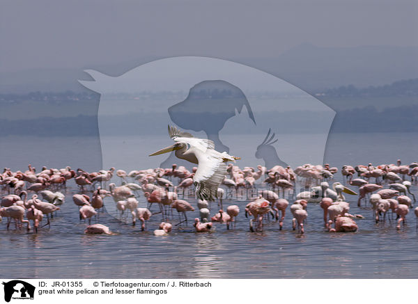 great white pelican and lesser flamingos / JR-01355