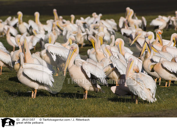 great white pelicans / JR-01357