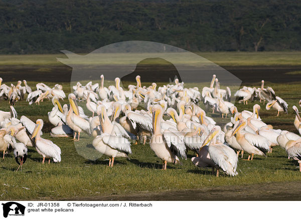 great white pelicans / JR-01358
