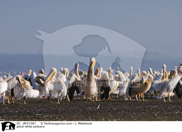 great white pelicans / JR-01361