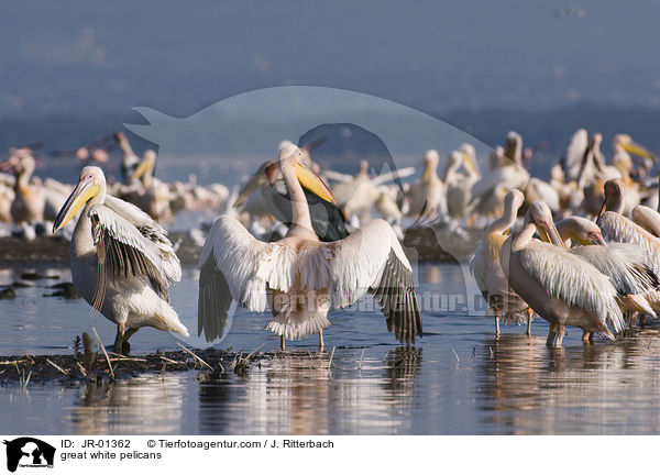 great white pelicans / JR-01362