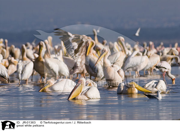 great white pelicans / JR-01363