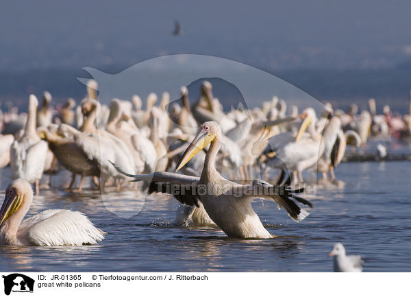 great white pelicans / JR-01365