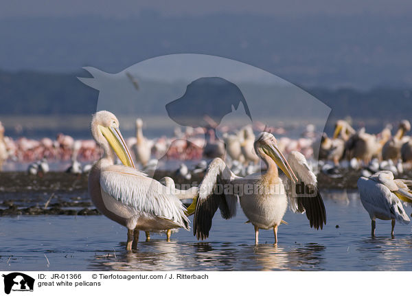great white pelicans / JR-01366