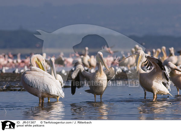 great white pelicans / JR-01367
