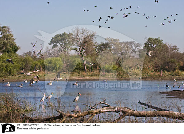 Rosapelikane / Eastern white pelicans / MBS-02726