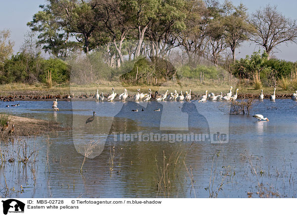 Rosapelikane / Eastern white pelicans / MBS-02728