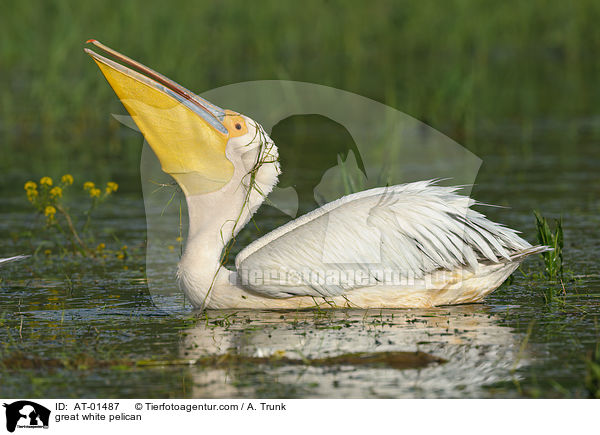 great white pelican / AT-01487