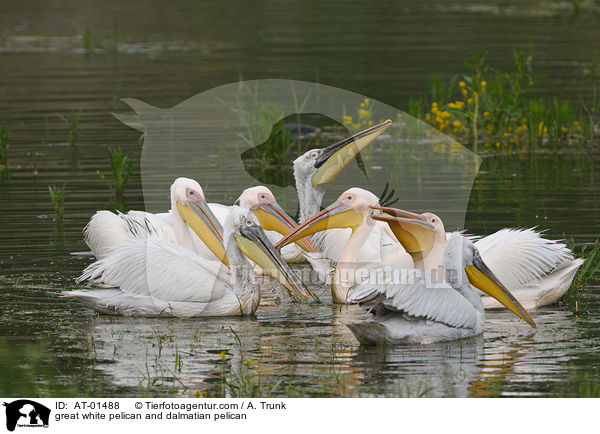 great white pelican and dalmatian pelican / AT-01488