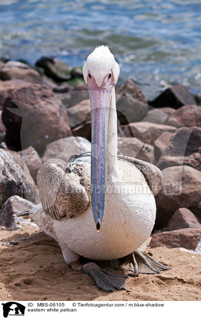 eastern white pelican / MBS-06105