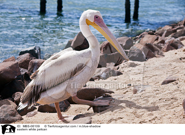 eastern white pelican / MBS-06109