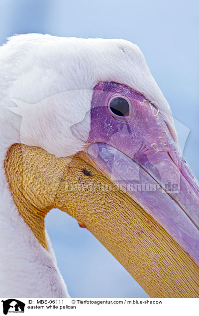 eastern white pelican / MBS-06111