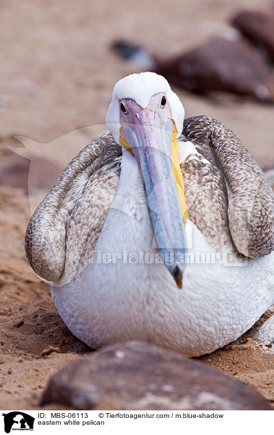 eastern white pelican / MBS-06113