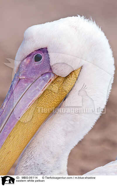 eastern white pelican / MBS-06114