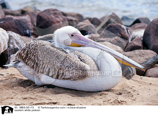 eastern white pelican / MBS-06115