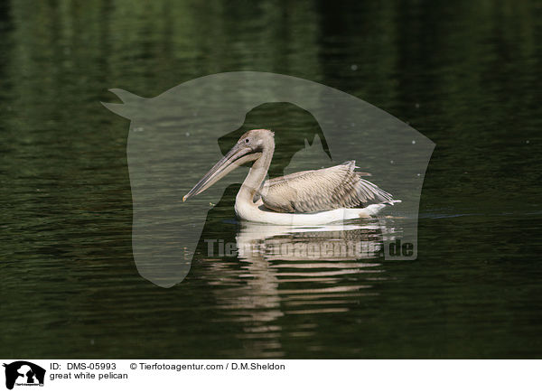 Rosapelikan / great white pelican / DMS-05993