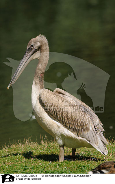 Rosapelikan / great white pelican / DMS-05995