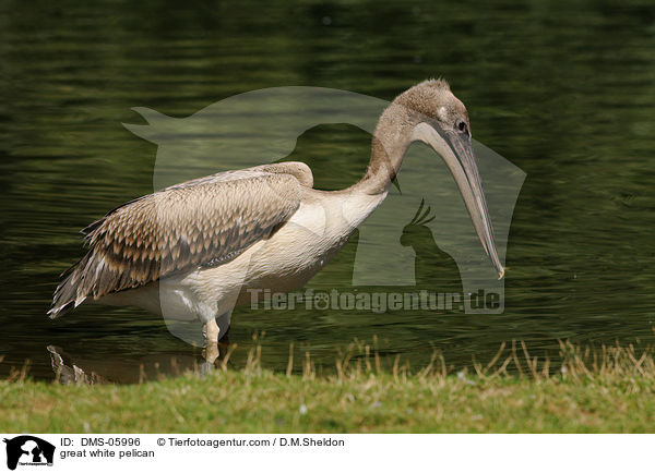 Rosapelikan / great white pelican / DMS-05996