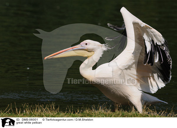 Rosapelikan / great white pelican / DMS-06001