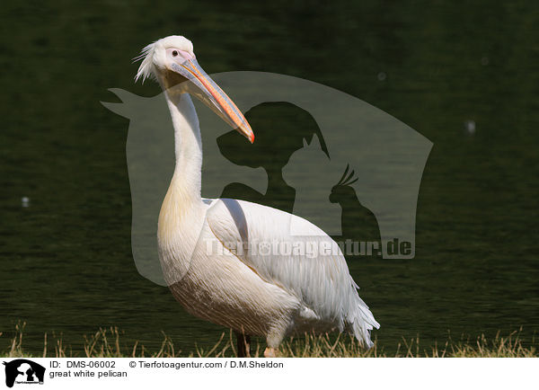 Rosapelikan / great white pelican / DMS-06002