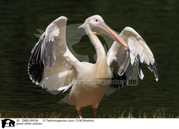 great white pelican / DMS-06004