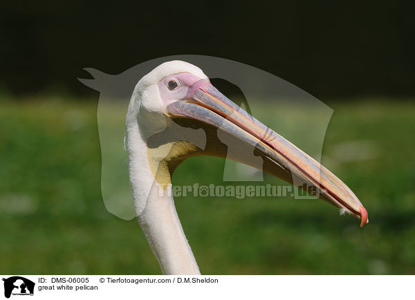 Rosapelikan / great white pelican / DMS-06005