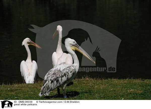Rosapelikane / great white pelicans / DMS-06039