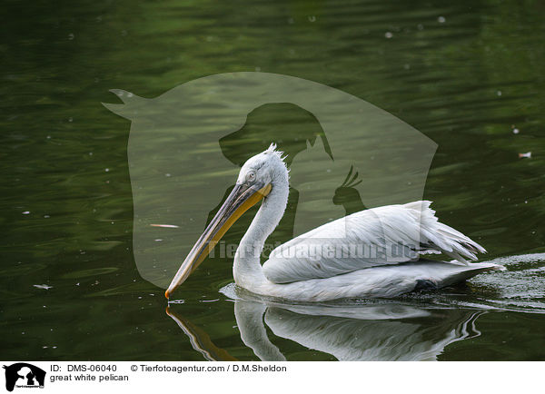 great white pelican / DMS-06040