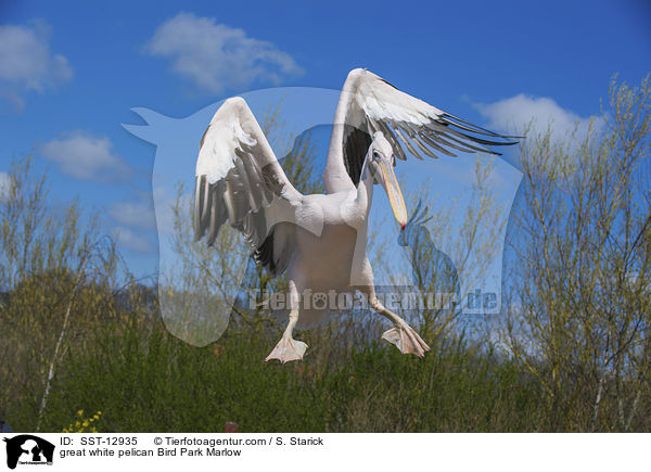 great white pelican Bird Park Marlow / SST-12935